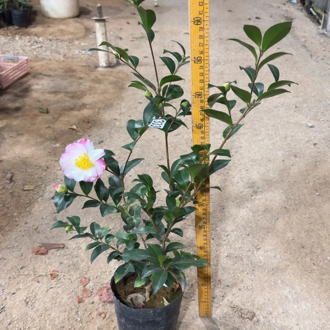 少量花朵（建议范围：2朵-5朵 或40%以下）333有希茶梅