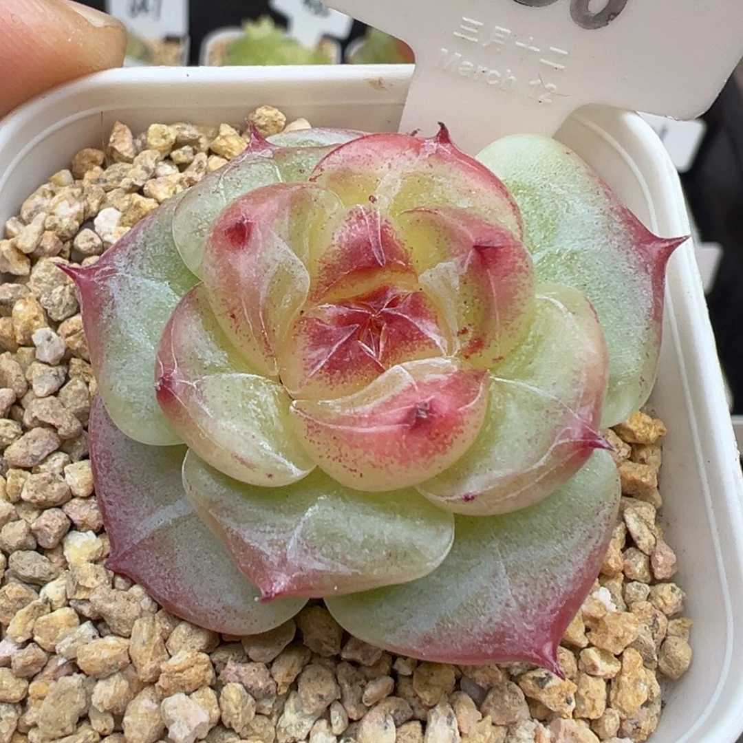 886号绿菩提 晗雨多肉