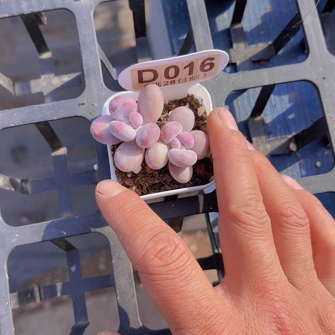 D016日系蛋黄奶一物一拍