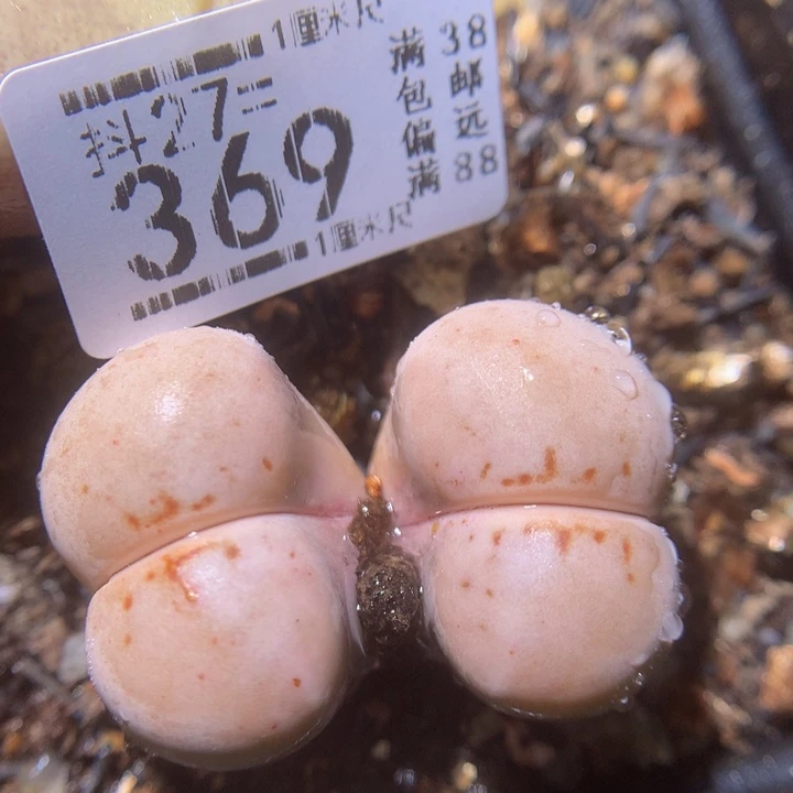 精品生石花27.369