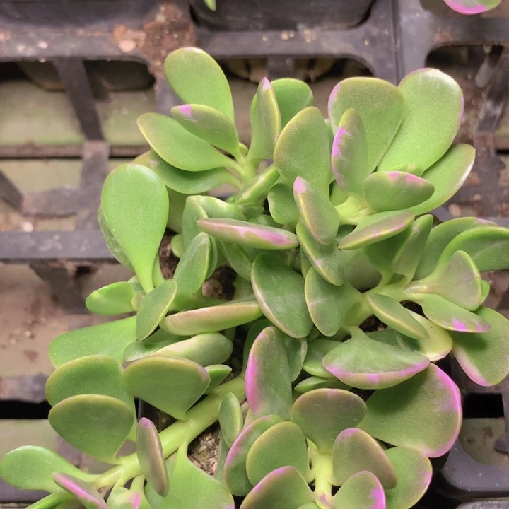 紫薇群生脱土发货