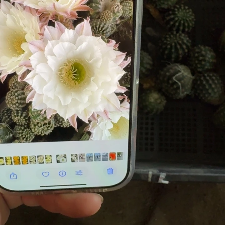 380彩草白咖啡歪无根侧牙3到4公分左右，20包邮