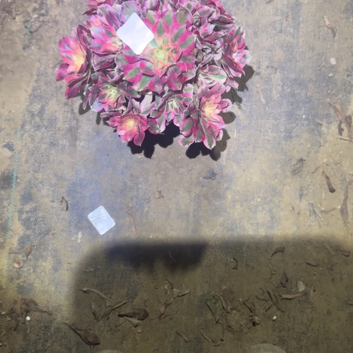 一单包邮不包侧枝40
