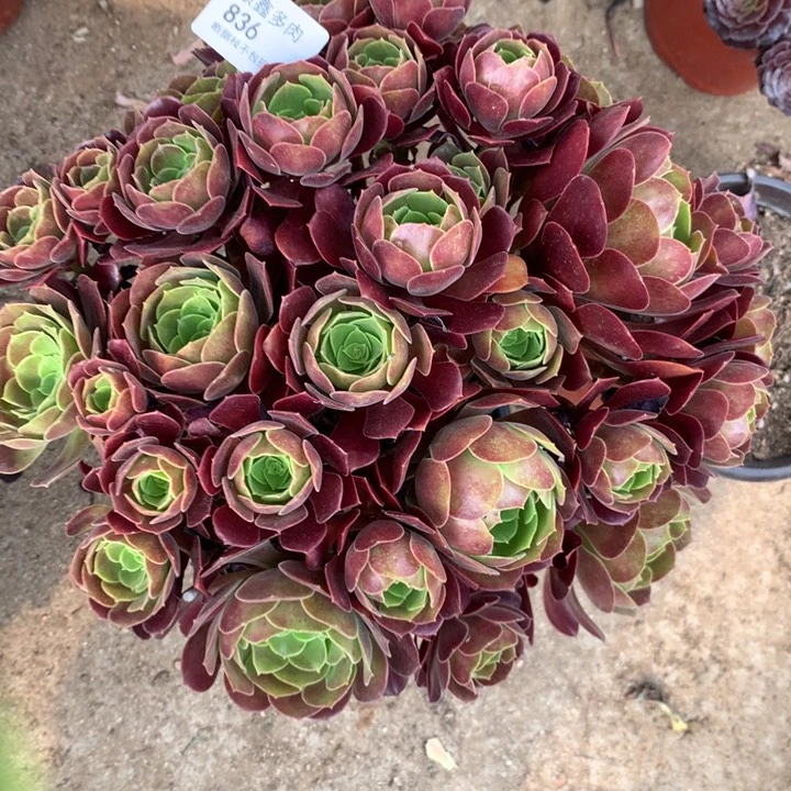 836欧紫多肉特价不售后