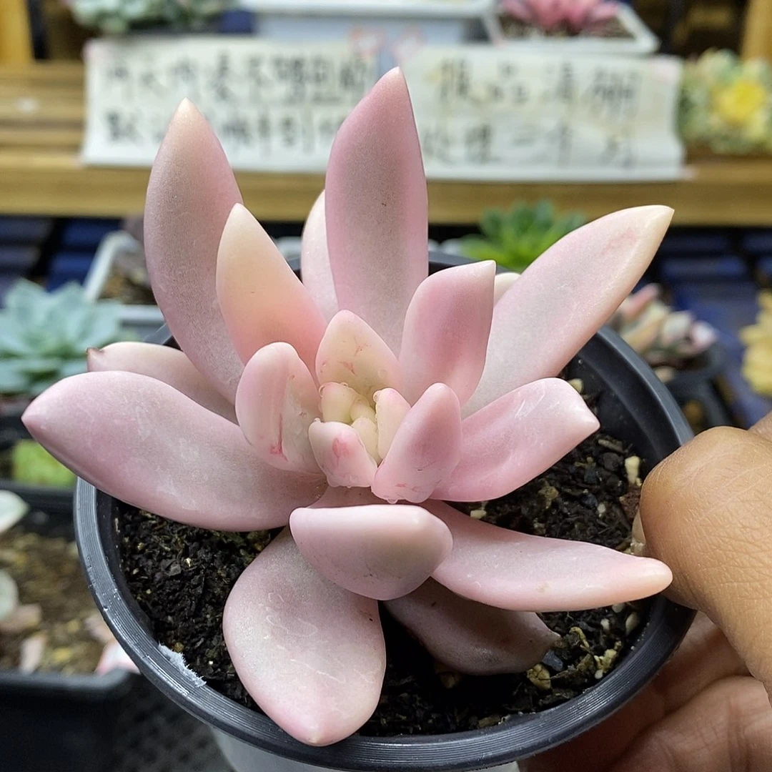 2866 桃花源覆轮锦