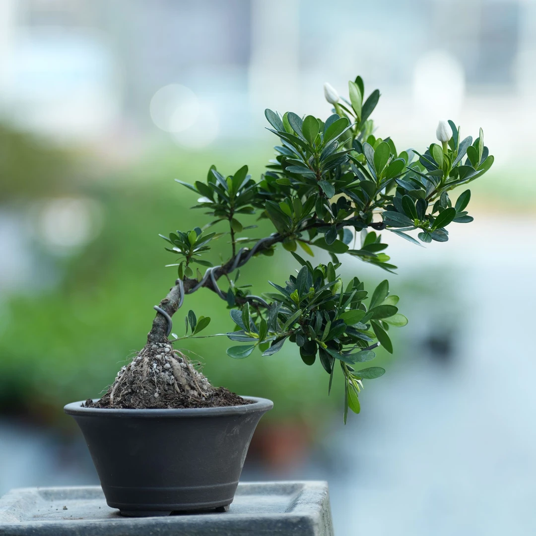 栀子花新品种 冠珠栀子 一年壮苗 15厘米高 绿植盆栽 易活好养