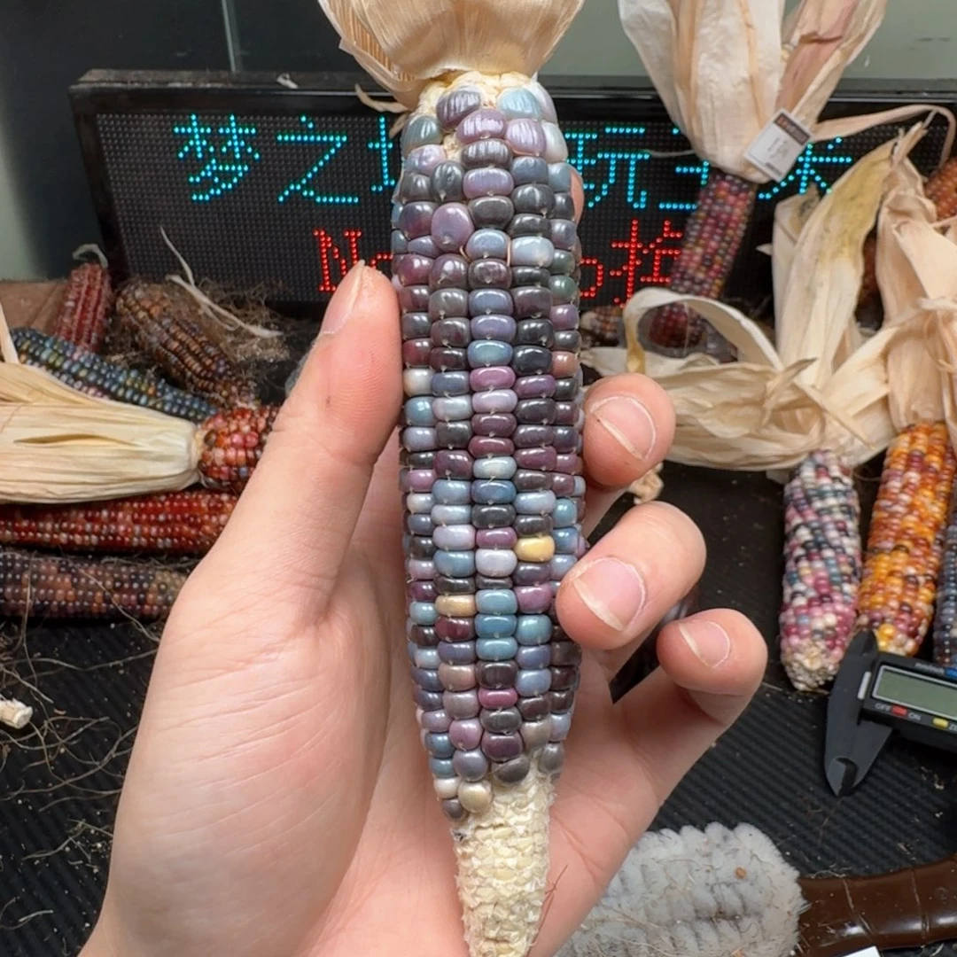 柏香籽/百香籽吊坠风****海