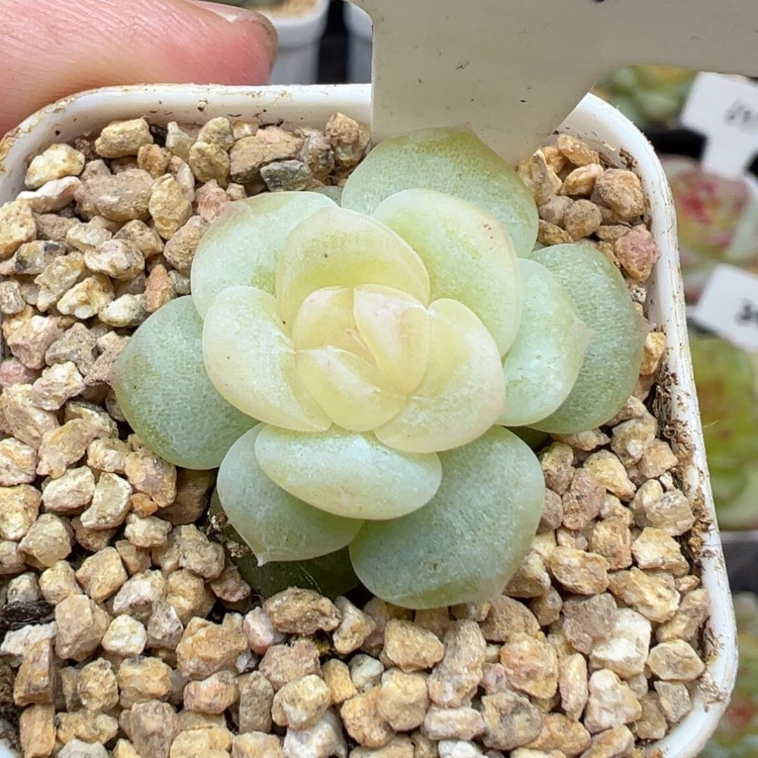 204号无尽月白体 晗雨多肉