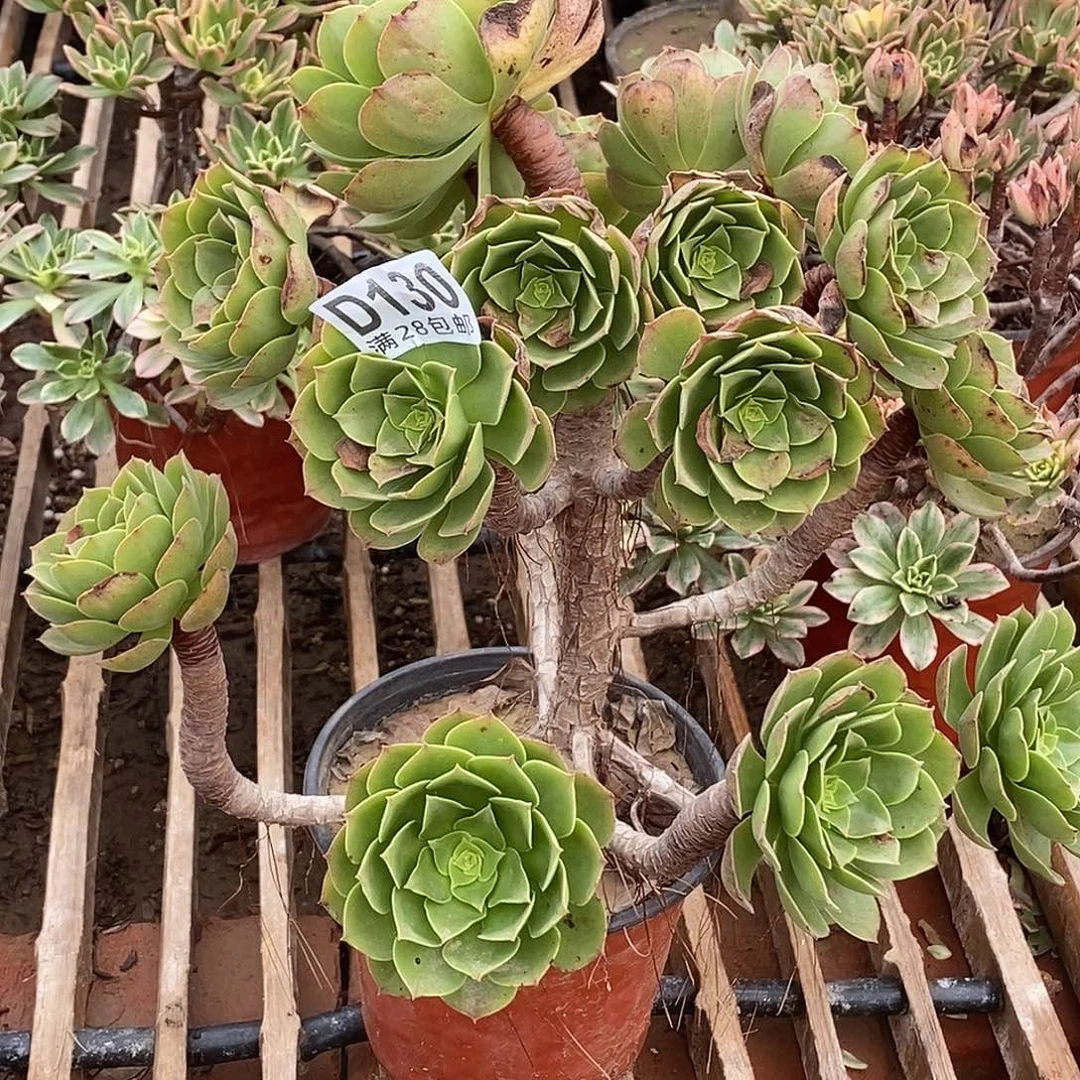 130 多肉植物不包断枝