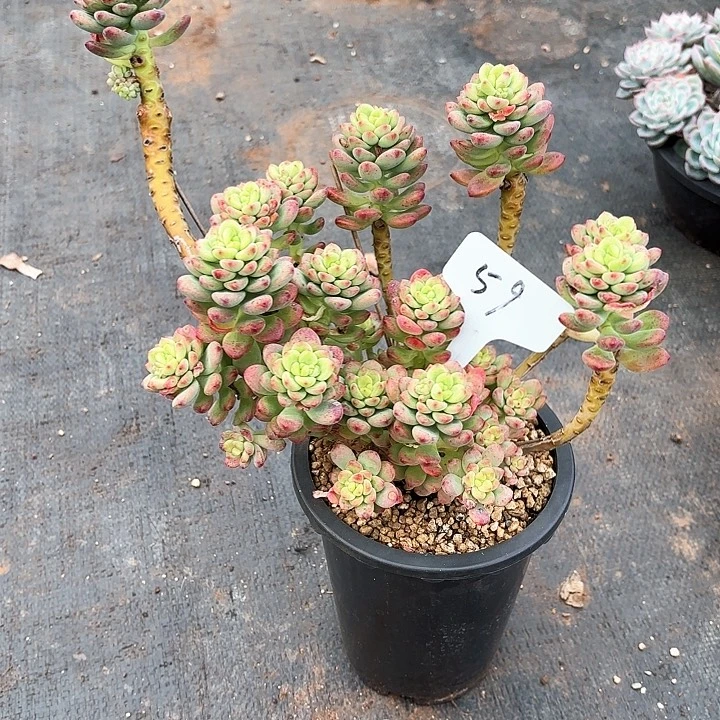 多肉植物，香格里拉59号