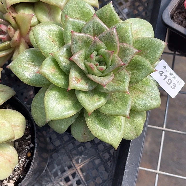 阿雅园艺。       4193玛丽亚