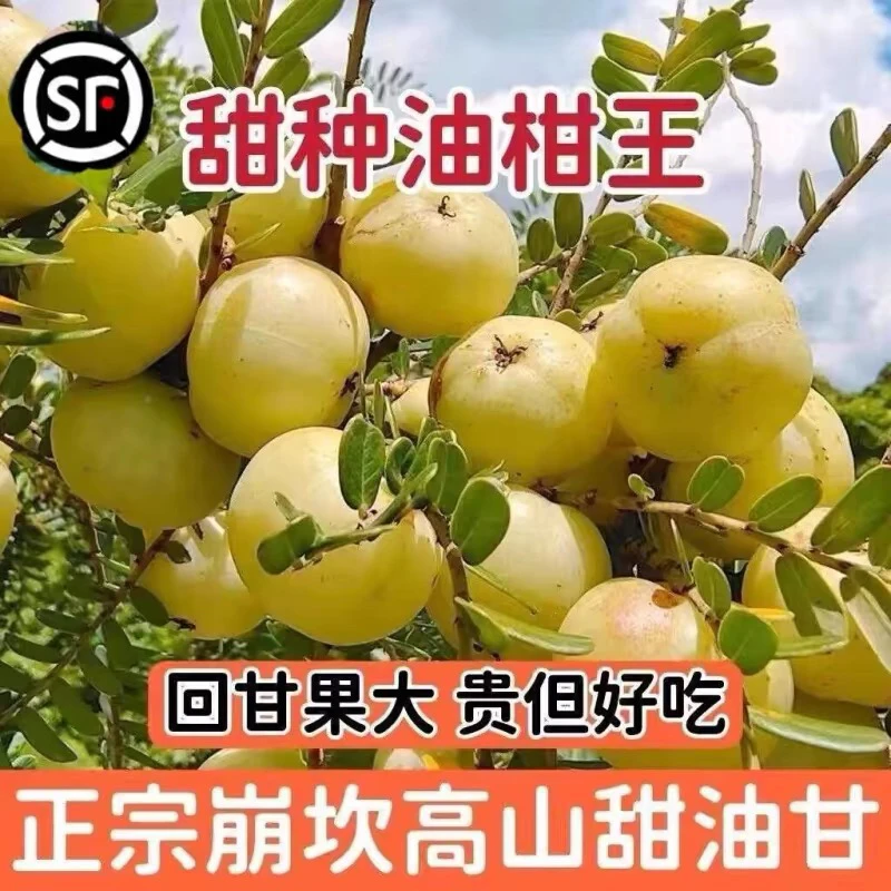 广东甜种油甘果树苗余甘子果苗南方果苗嫁接大果甜油甘果树苗带土