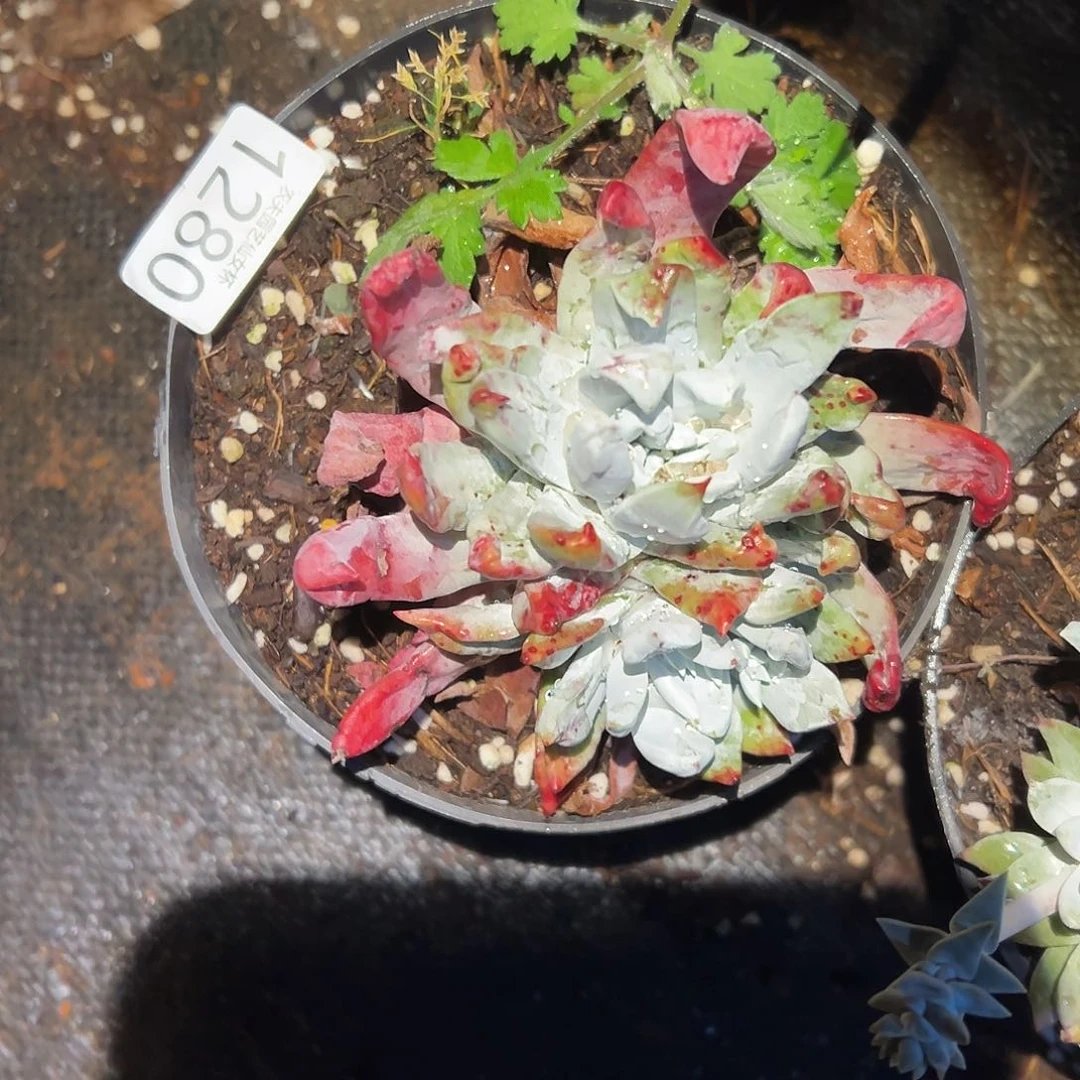 帕翠沙杂交初霜苹果叶仙女杯多肉。