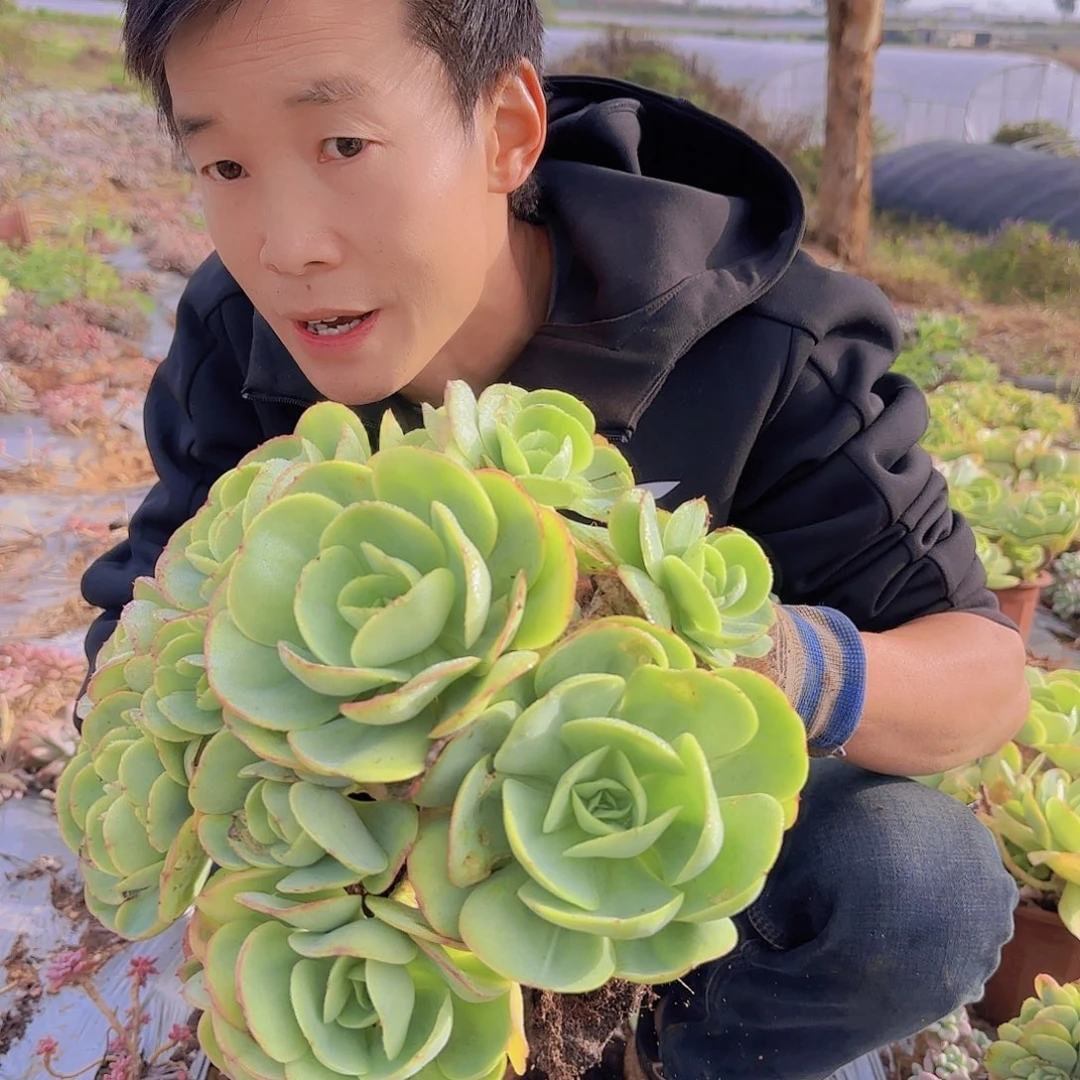 盆栽鸡蛋碧桃多肉