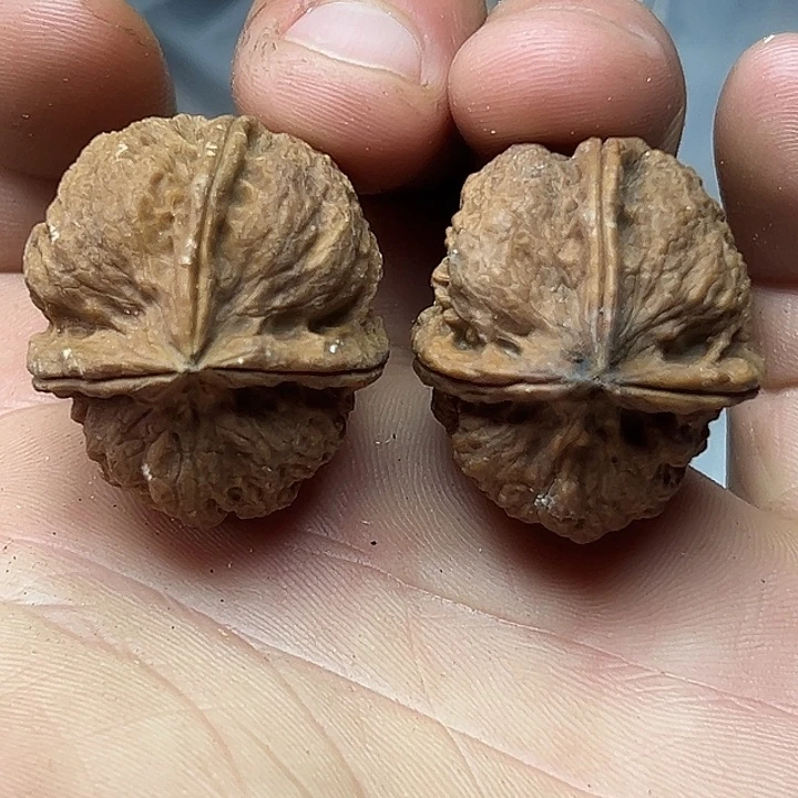 核桃7号手捻三楞32尺