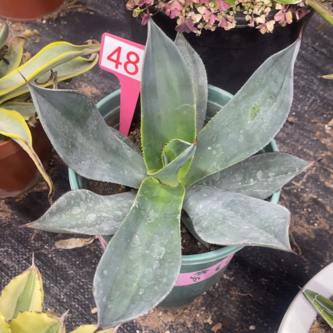 白狐龙舌兰诺娃龙舌兰