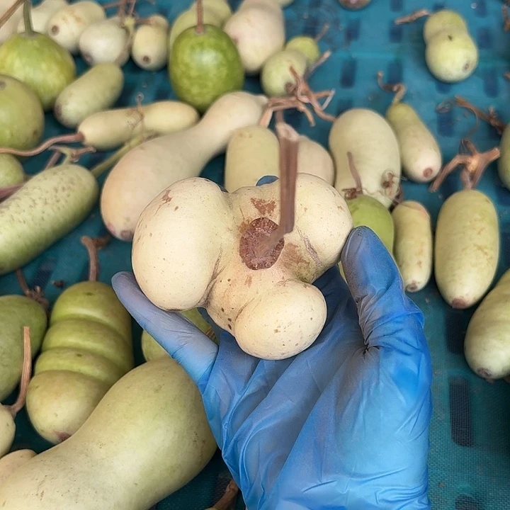 银***河哈哈哈哈哈哈哈哈哈