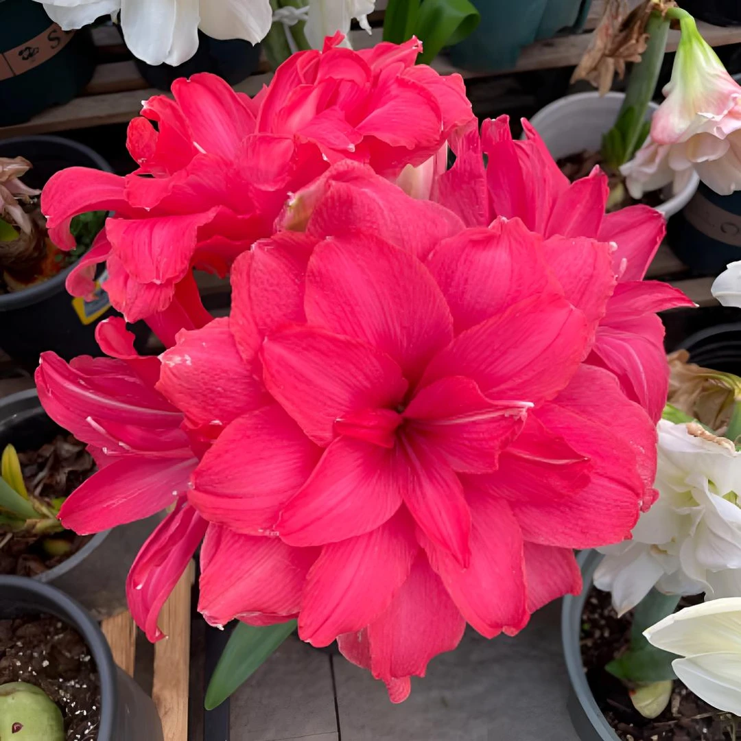 【糖果仙女～基地自然球】重瓣大花朱顶红