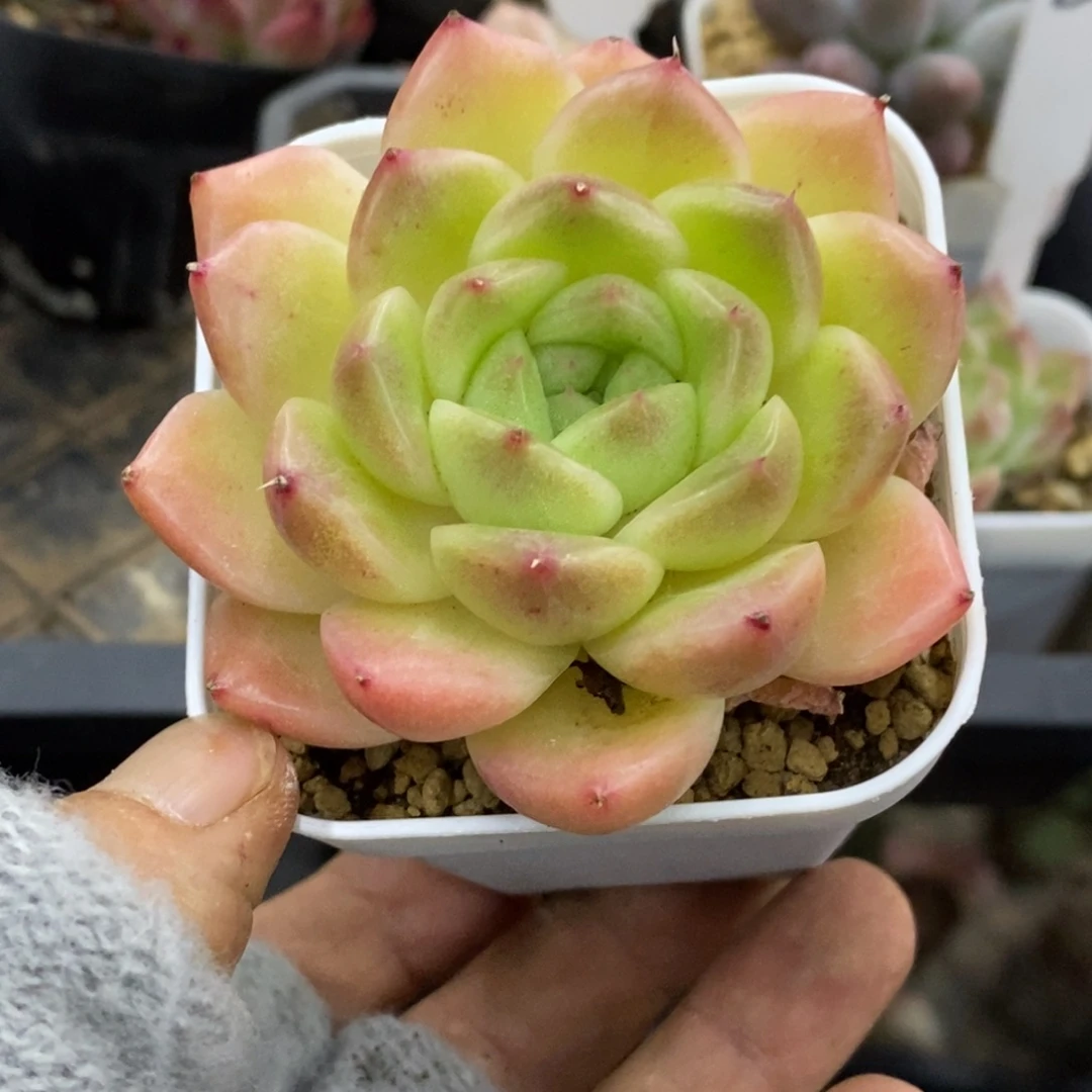 精品多肉一物一拍不包整369