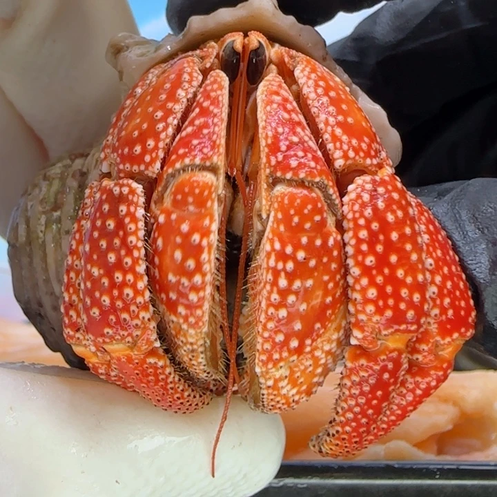 A19橘色 毛球3.3cm口径
