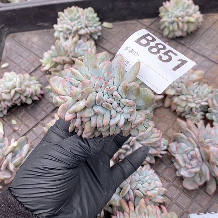 小***儿851 石榴籽缀化哇呀