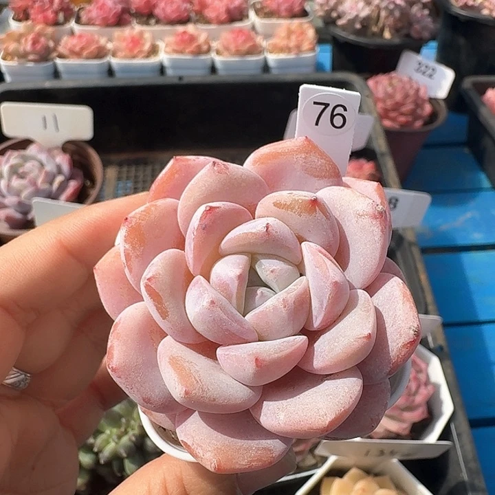 冰玉多肉植物76号