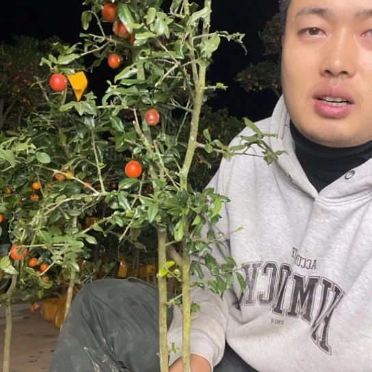 无花朵金弹子庭院原生品种