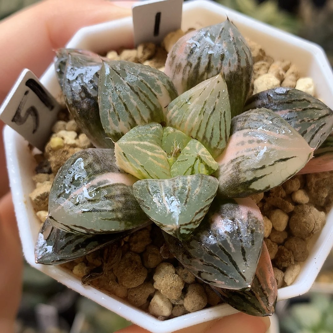 玉潭寿锦带盆土发货