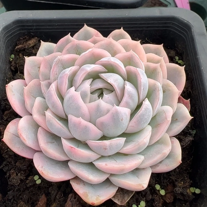 墨西哥雪球锦一物一拍