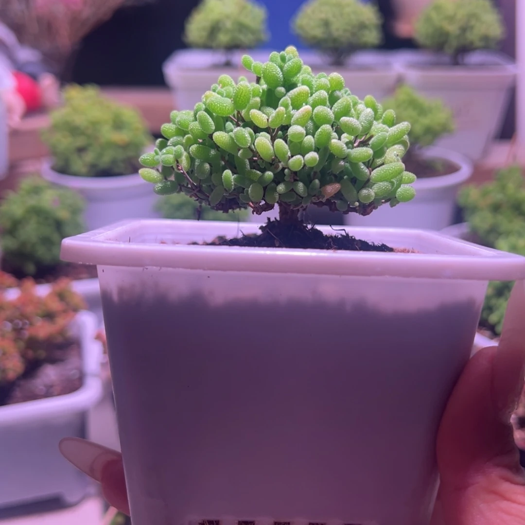 蜜橘带盆土发货一物一拍