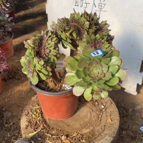 万圣节缀一物一拍