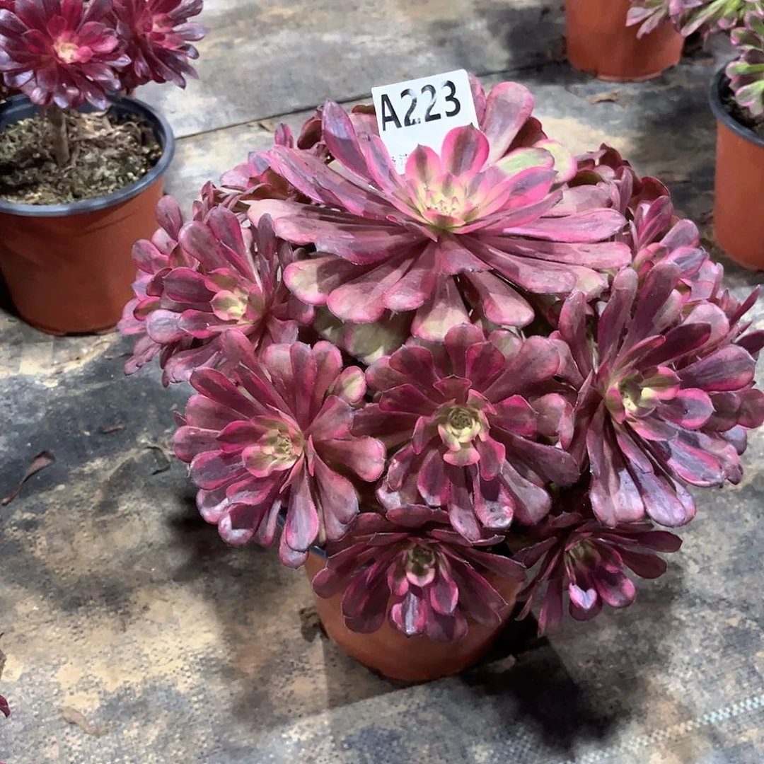 多肉植物美姬变异223多肉