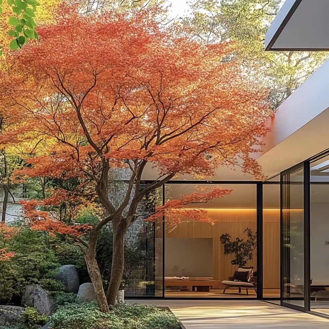 园林绿化苗庭院别墅绿化植物花卉红枫苗小叶鸡爪槭苗鸡爪枫苗风景