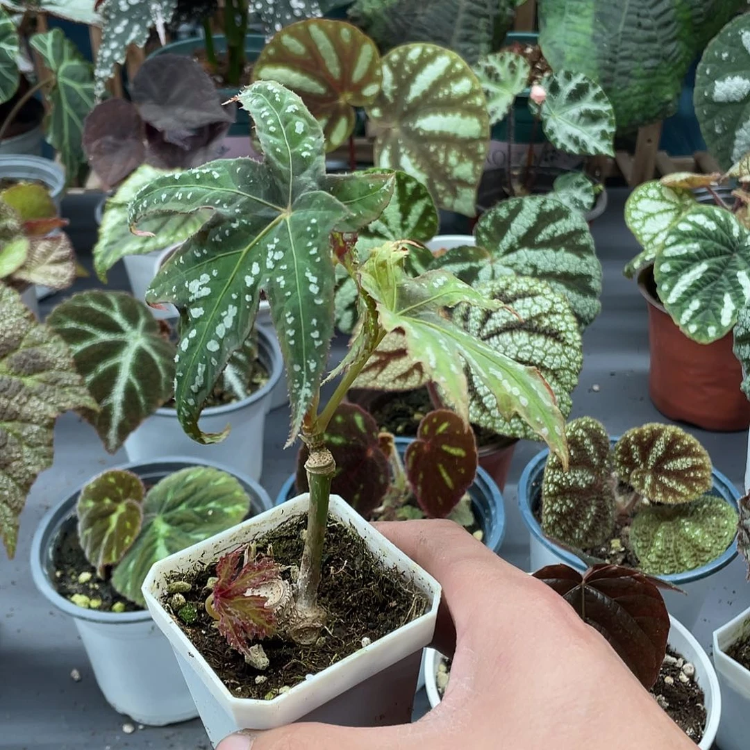 完全开放枫雪秋海棠