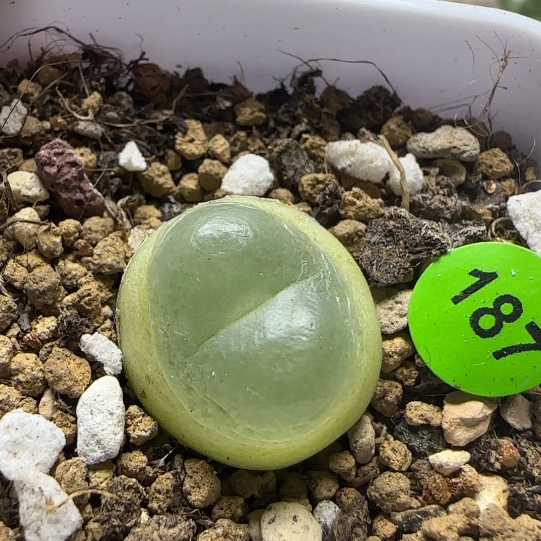 拉登1.78多肉植物187