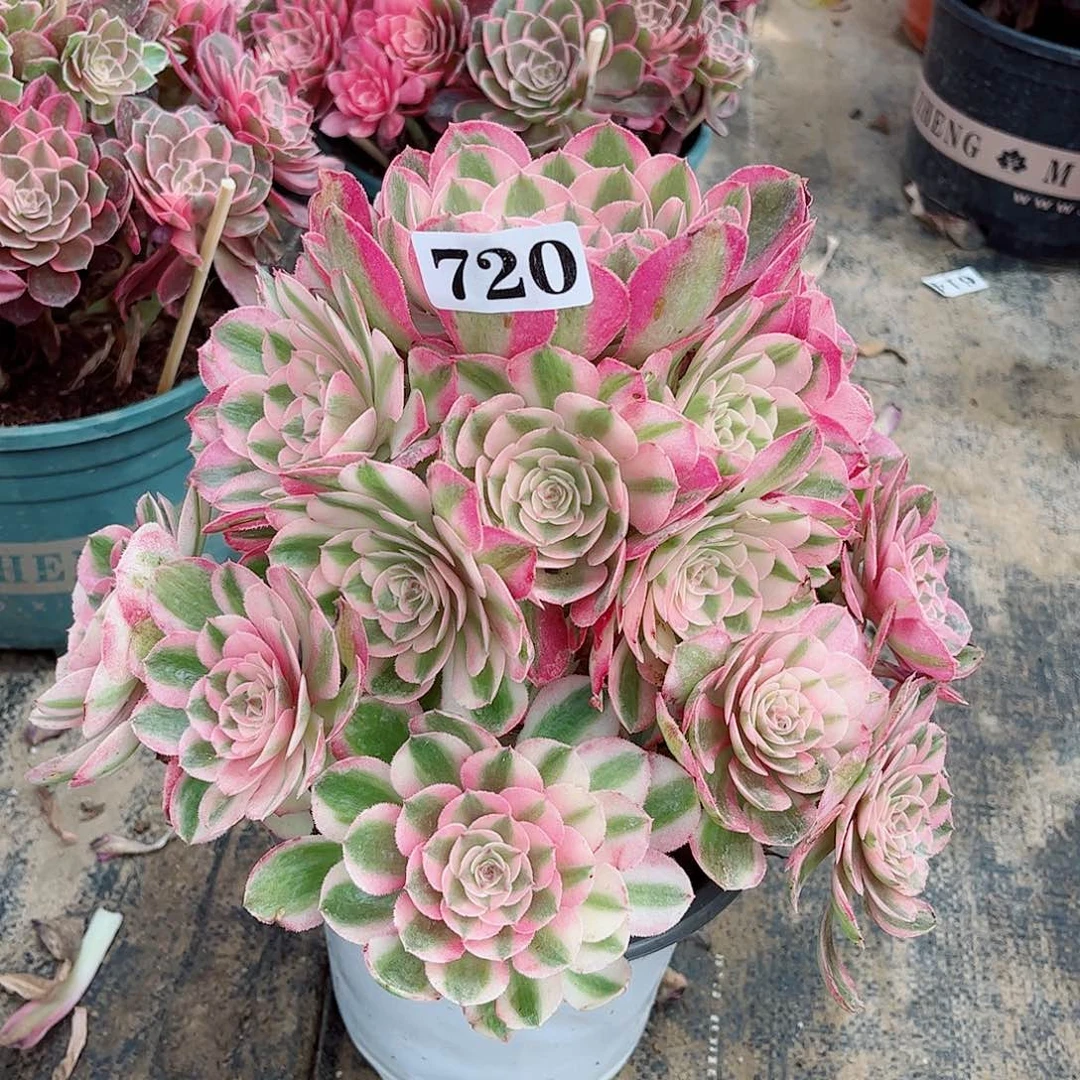 无花朵静**壁多肉植物荔枝寄养720