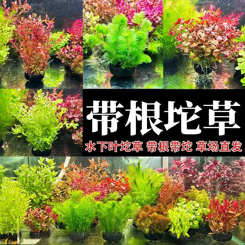 【买5送1】大号缸专用大坨草水草套餐合集新手懒人水草带泥坨好养活