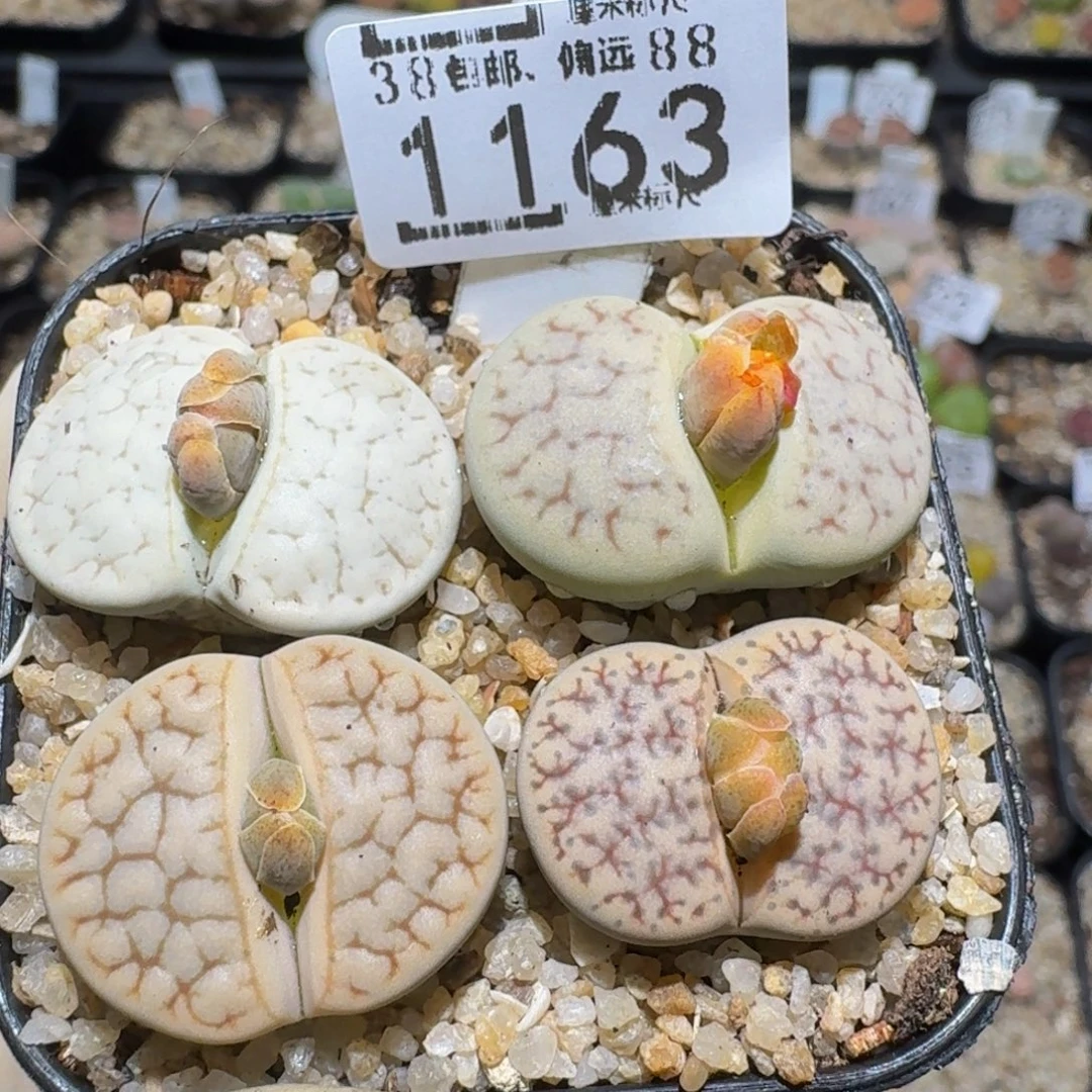 zzzz精品生石花1163