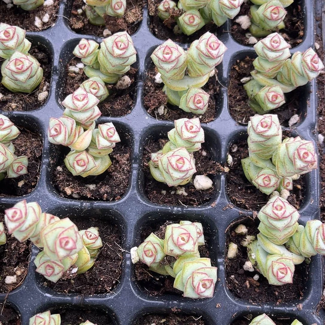 精品钱串子多肉植物