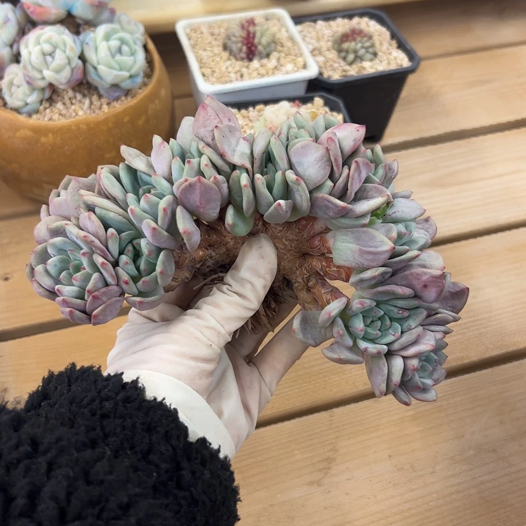 孟*东庆东专拍爱丽儿zzzzzzz