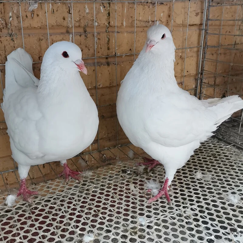 白色元宝圆环鸽子肉蛋直播专属链接