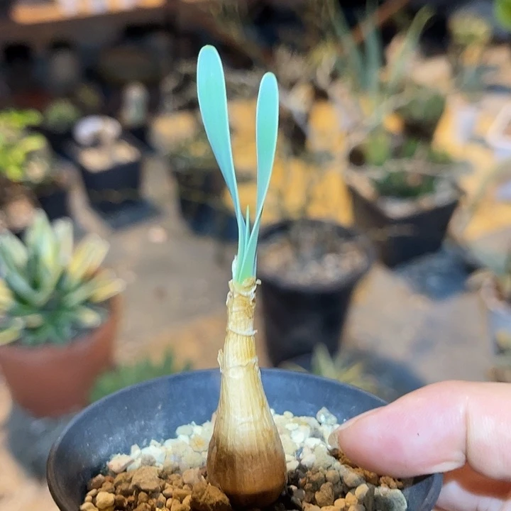 无花朵老家产地巨凤之卵