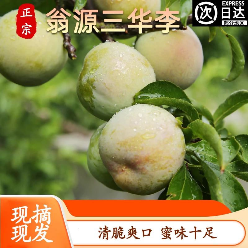 顺丰包邮翁源三华李脆甜爽口新鲜水果现摘现发应季特大果红心李
