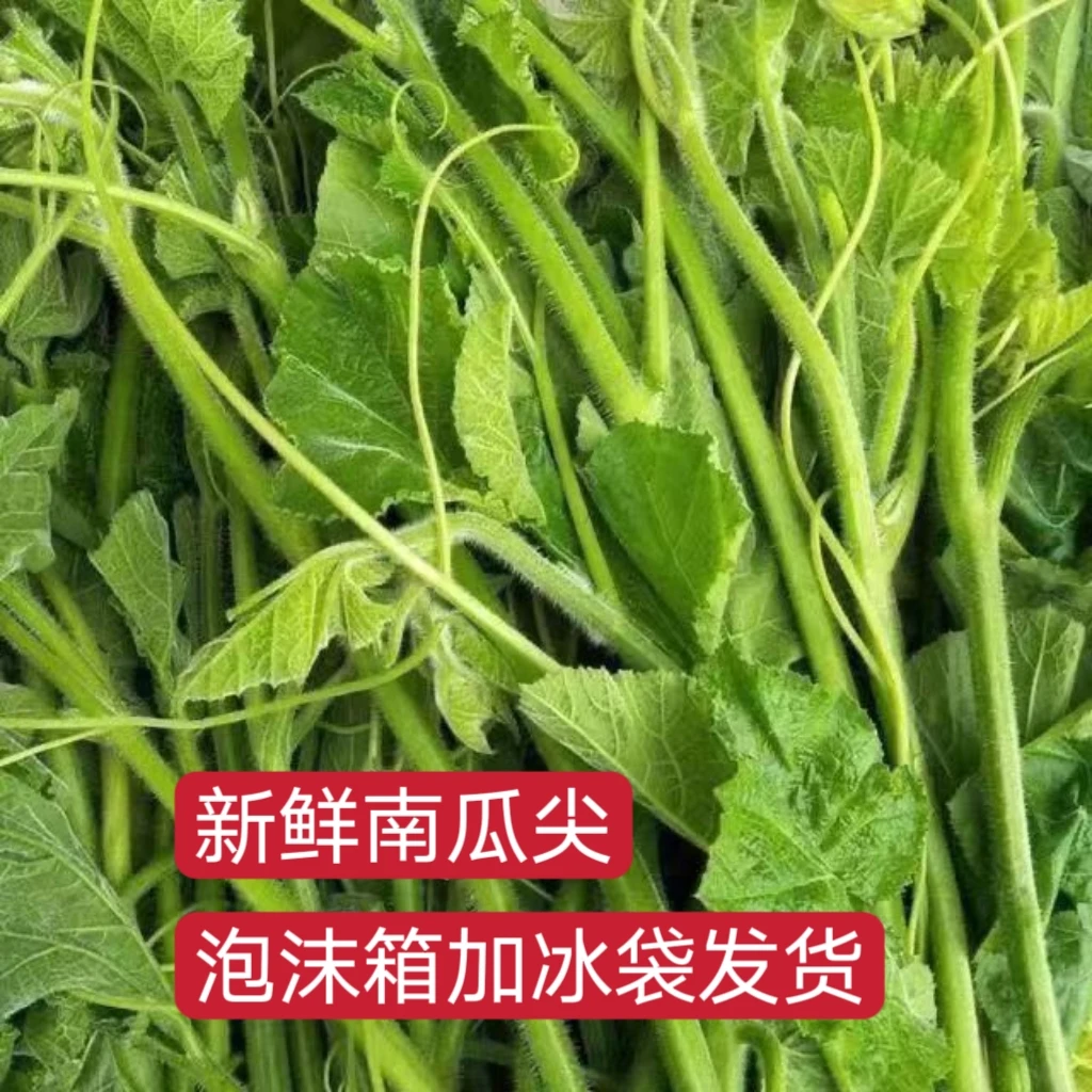 新鲜南瓜尖南瓜叶龙须菜佛手瓜洋丝瓜尖农家自种精选广西当季蔬菜