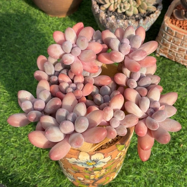 多肉植物 汤圆一物一拍-4