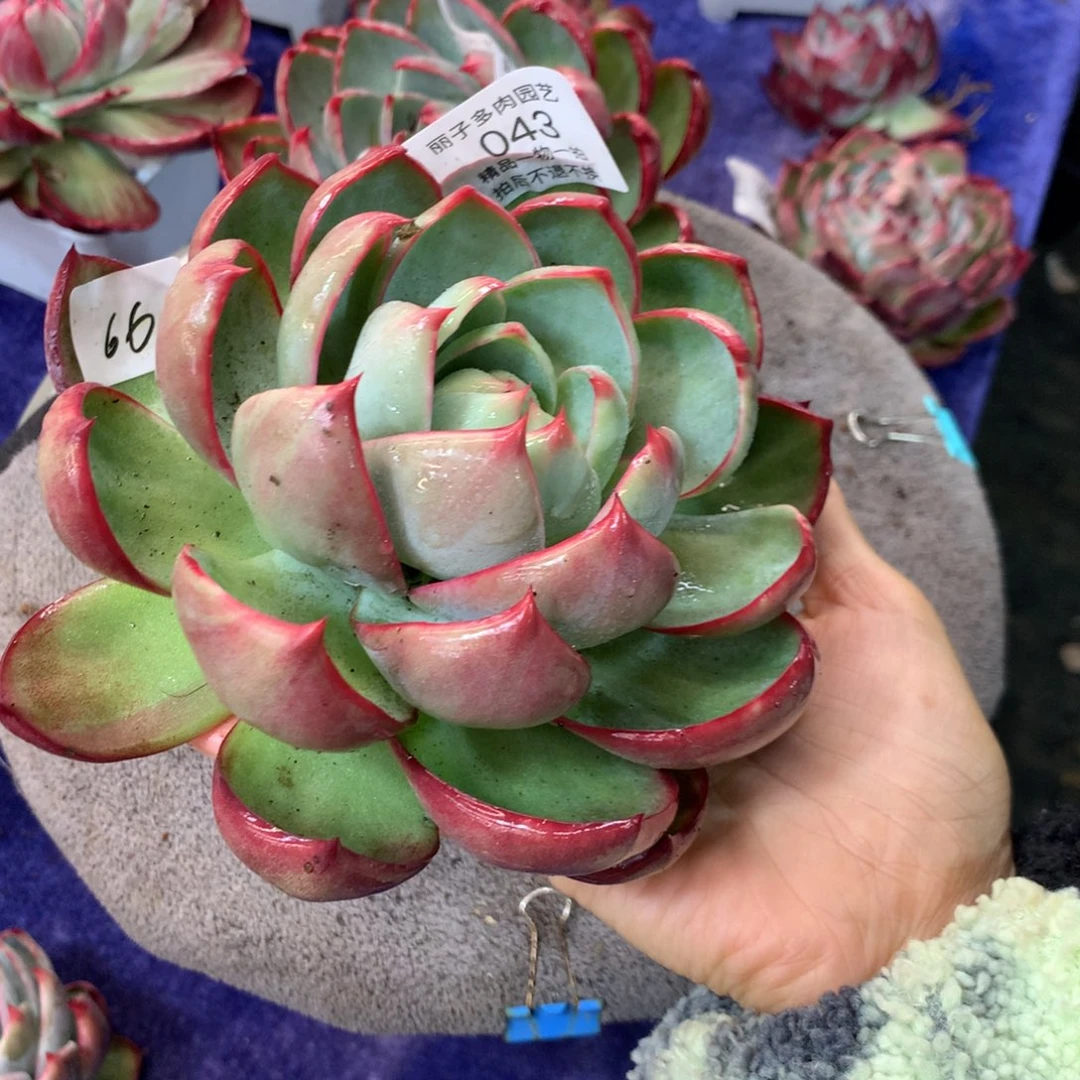 043号多肉植物惊鸿15厘米