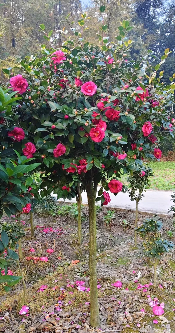 棒棒糖高杆丹玉立寒茶梅庭院阳台耐寒花卉