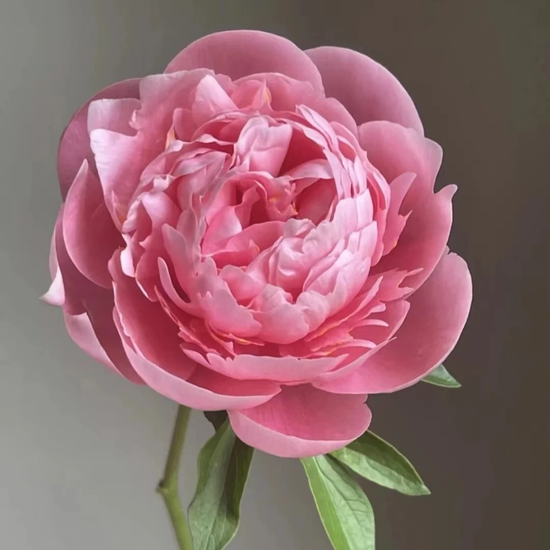 【思芹花卉|三文鱼芍药2.8cm】会变色，北京彼由尼芍药，顺丰包邮