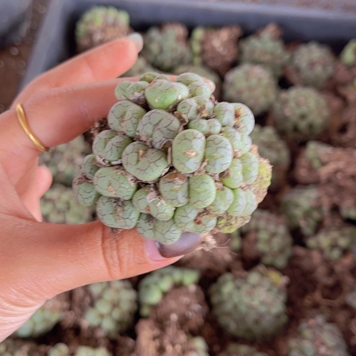 一颗猴脸群88888888088