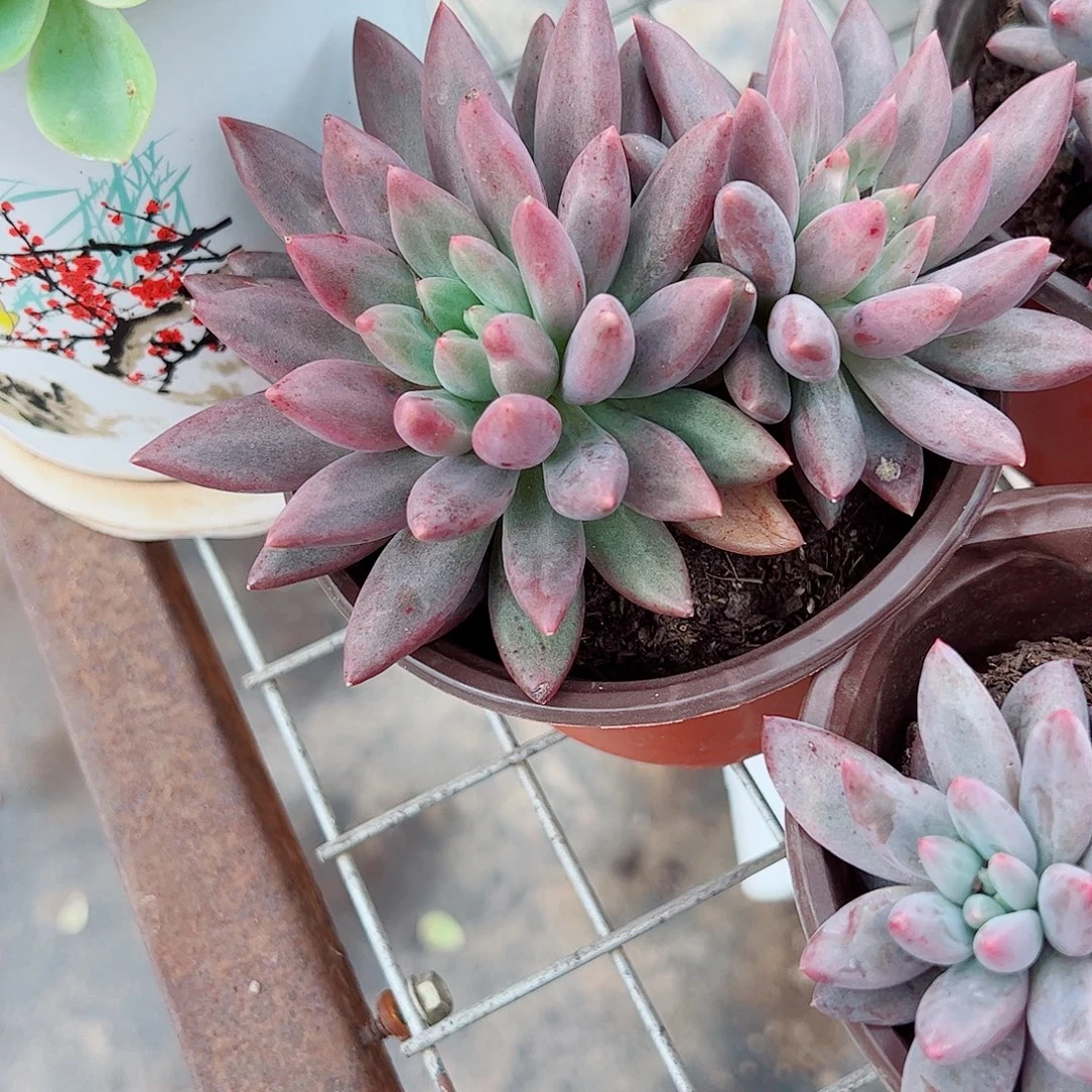 红蜻蜓双头起发多肉